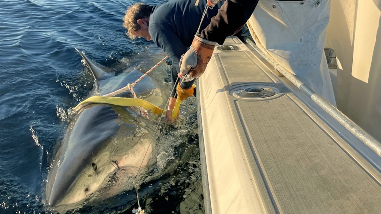 masslivenews's tweet card. A white shark named “Contender" measures an impressive 13 feet, 9 inches long and weighs 1,653 pounds. Here's where he was last detected.