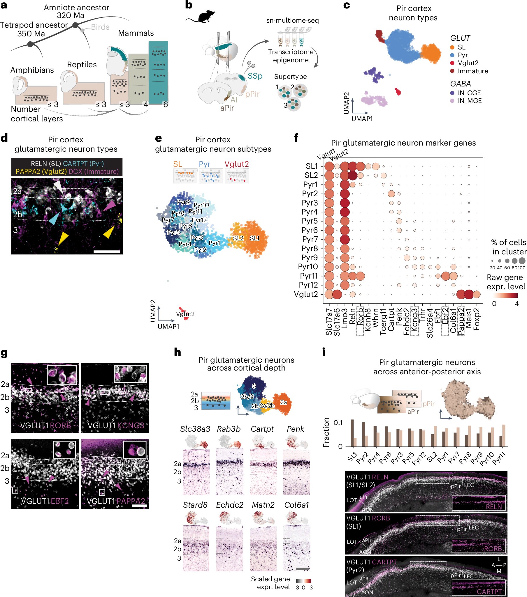 sara_zeppilli's tweet card. Nature Neuroscience - This study uses single-cell sequencing to investigate the diversification of cortical cell types during evolution. Comparisons across brain regions and species identify...