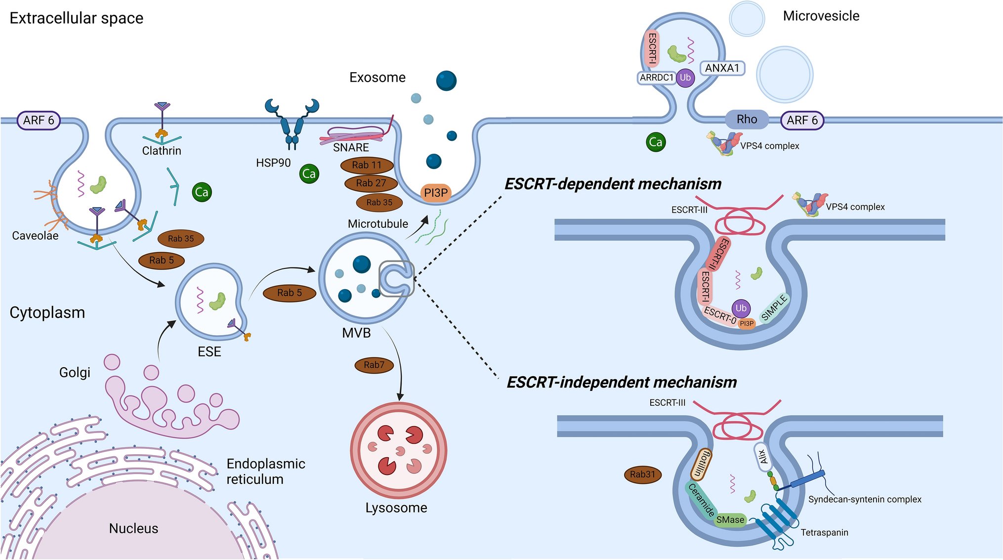 BioDrugsJournal's tweet card. BioDrugs - Recent advances in extracellular vesicle (EV) research in organ transplantation have highlighted the crucial role of donor-derived EVs in triggering alloimmune responses, ultimately...