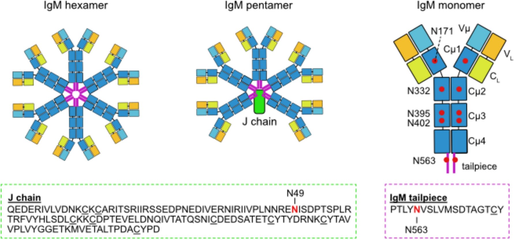 BioDrugsJournal's tweet card. BioDrugs - Immunoglobulin M (IgM) antibodies are an essential and conserved part of adaptive immunity. IgMs assemble into pentamers and hexamers that bind to antigens with high avidity. Pentamers...