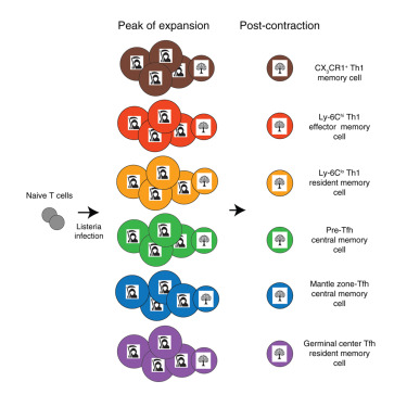 MauroCorradoBio's tweet card. Osum et al. show that bacterial infection expands CD4+ T cell subsets with diverse properties. Their results suggest that death-prone effector and survival-prone memory cells coexist in each subset...
