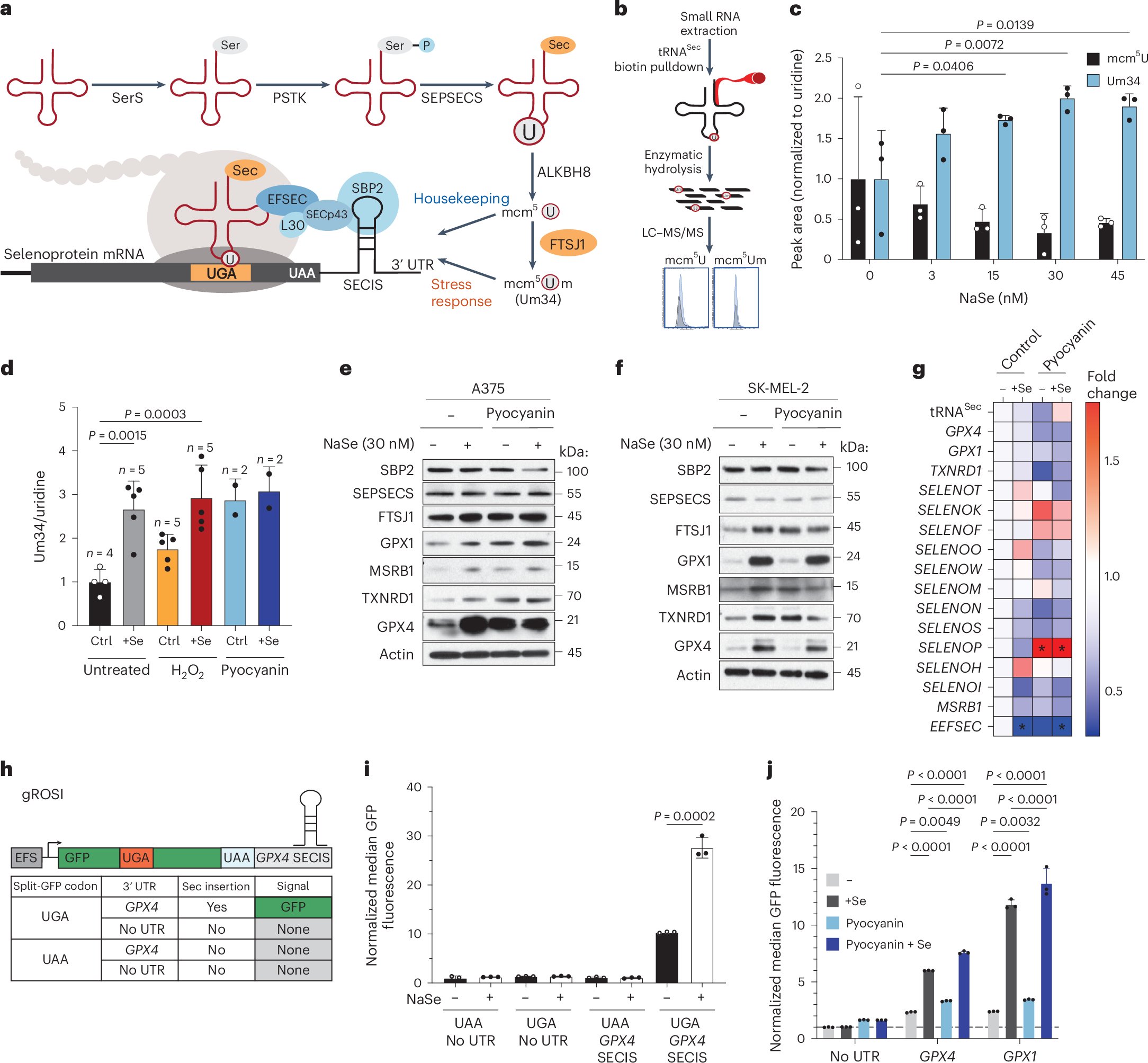 piskounova_lab's tweet card. Nature Cancer - Nease and colleagues demonstrate that the methyltransferase FTSJ1 mediates selenocysteine-specific tRNA methylation of selenoproteins, which protects melanoma cells against...