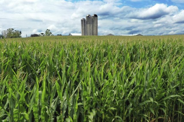 WLNS's tweet card. Forget the dog days of summer — it’s corn sweat season.