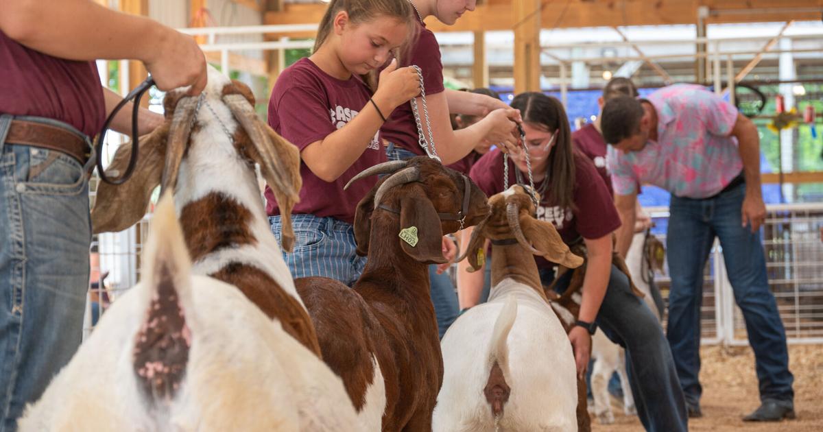 FarmTalkNews's tweet card. Wednesday, July 9th through Saturday, July 12th, marked the 69th annual Jasper County Youth Fair held in Carthage, Missouri. Spectators and youth showmen from across the region gathered at the