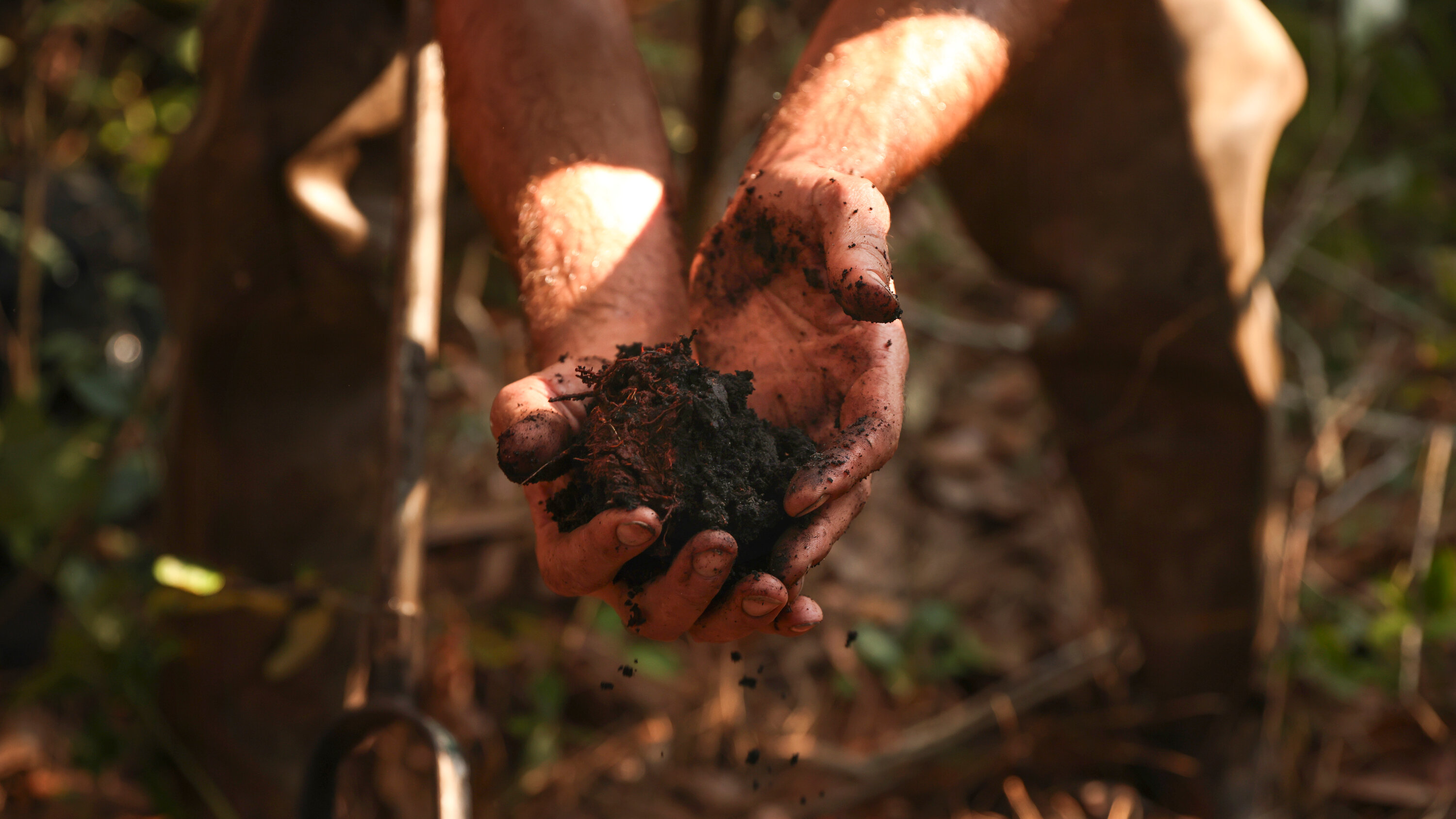 seangraf's tweet card. Peat bogs have huge potential to store planet-warming carbon. The ones in North Carolina just need some help to get healthy again.