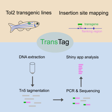 CellRepMethods's tweet card. Meng et al. develop a method called TransTag for simple and efficient mapping of Tol2-based transgenes in zebrafish. TransTag robustly identifies transgene insertion sites and offers an alignment-f...