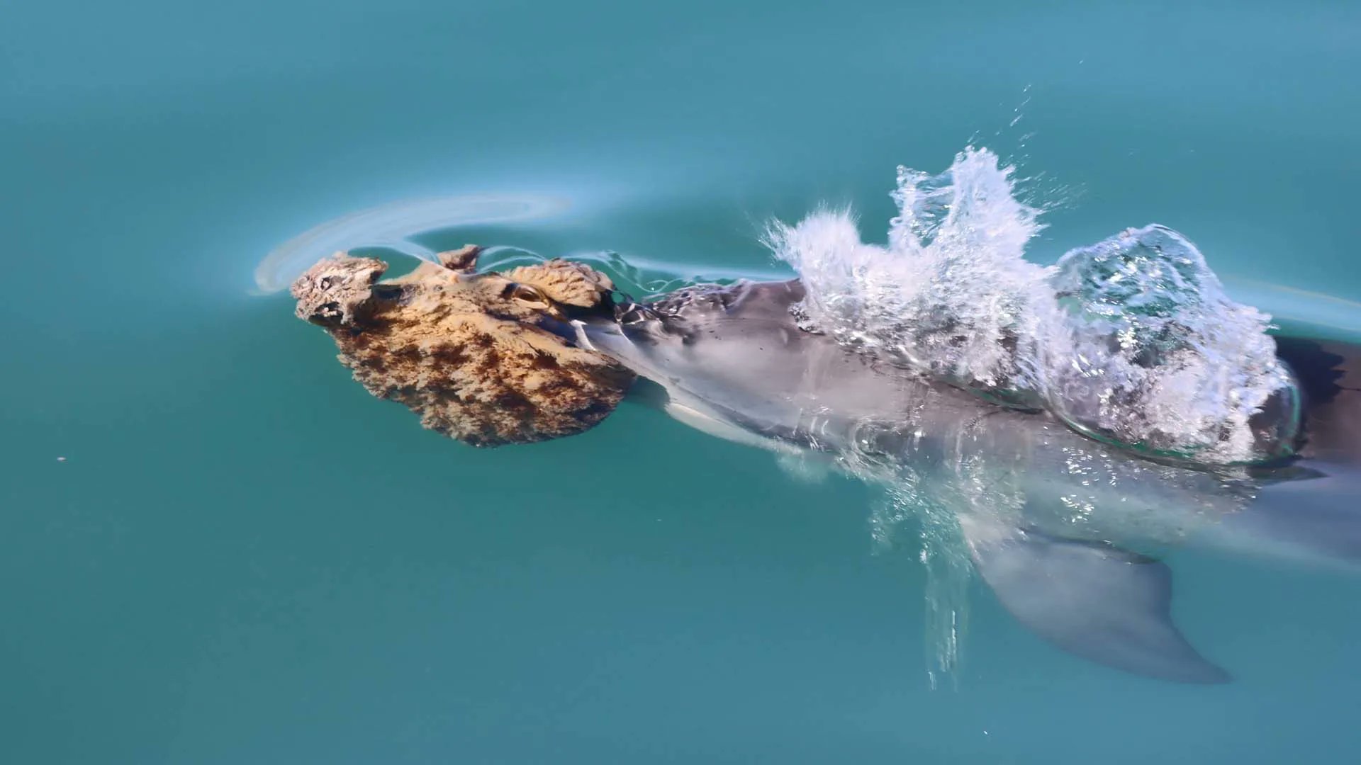 Inc's tweet card. Innovation isn't limited to the human species. Dolphins in Shark Bay, Australia have been observed using a special technique to hunt fish.