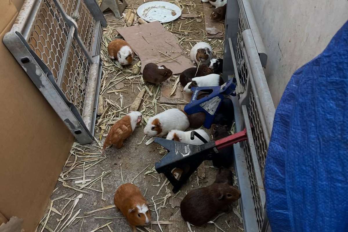 people's tweet card. Over 400 guinea pigs were found in a 'hoarding case' in Los Angeles, including many rodents who were dead, pregnant, or newborn, per Southern California Guinea Pig Rescue. As of July 18, 33 of the...