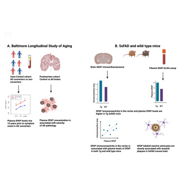 MedCellPress's tweet card. Varma et al. demonstrate that plasma concentrations of GFAP are increased a decade prior to cognitive impairment in AD and associated with pathology. Higher plasma GFAP levels are associated with...