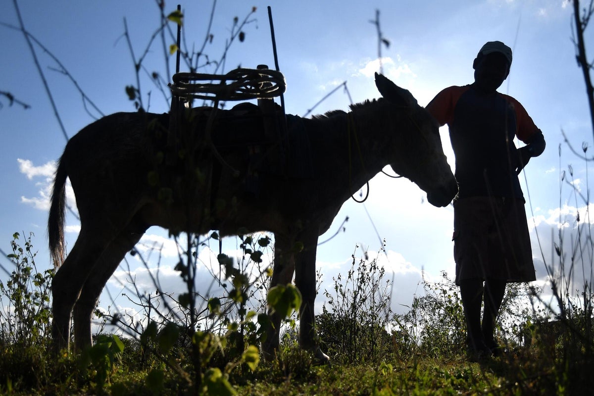 DoItForDonkeys's tweet card. Population could be wiped out in five years if demand persists