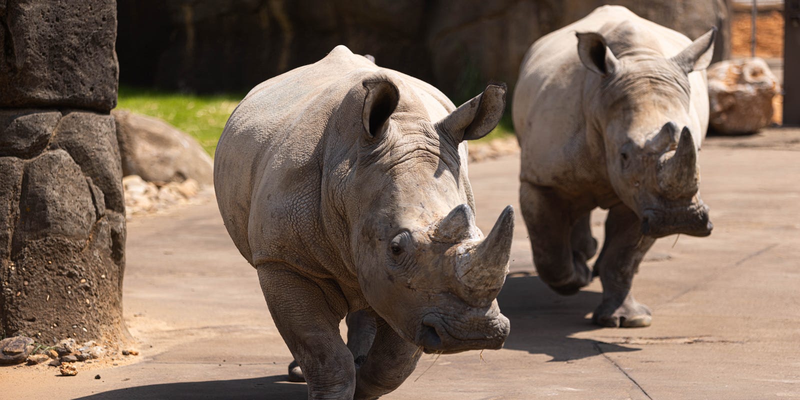 Tennessean's tweet card. Zoo Knoxville introduced two new Southern white rhino additions, Gus and Liam on July 21. There are now four rhinos, adding to duo Mylo and Ranger.