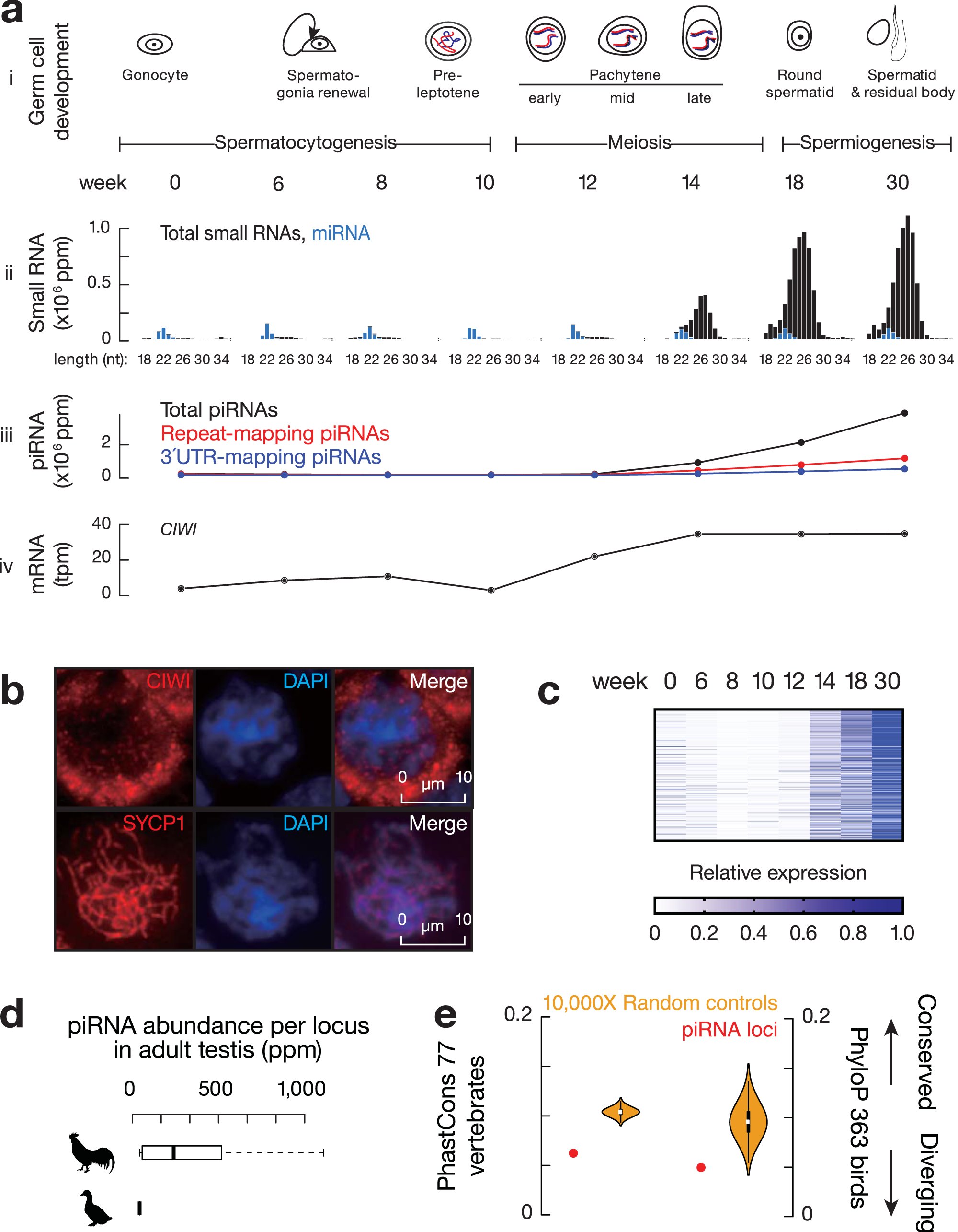 rtothepower4's tweet card. Nature Communications - Pachytene Piwi-interacting RNAs (piRNAs) expressed in mammalian germ lines are abundant, but their evolution and function are not fully understood. Here, the authors find...