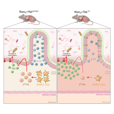 ShoutangW's tweet card. Deleting a regulatory element in the Rorc gene depletes RORγt+ dendritic cells from the intestine in mice, leading to a reduction of regulatory T cells and impaired oral tolerance to antigens. This...