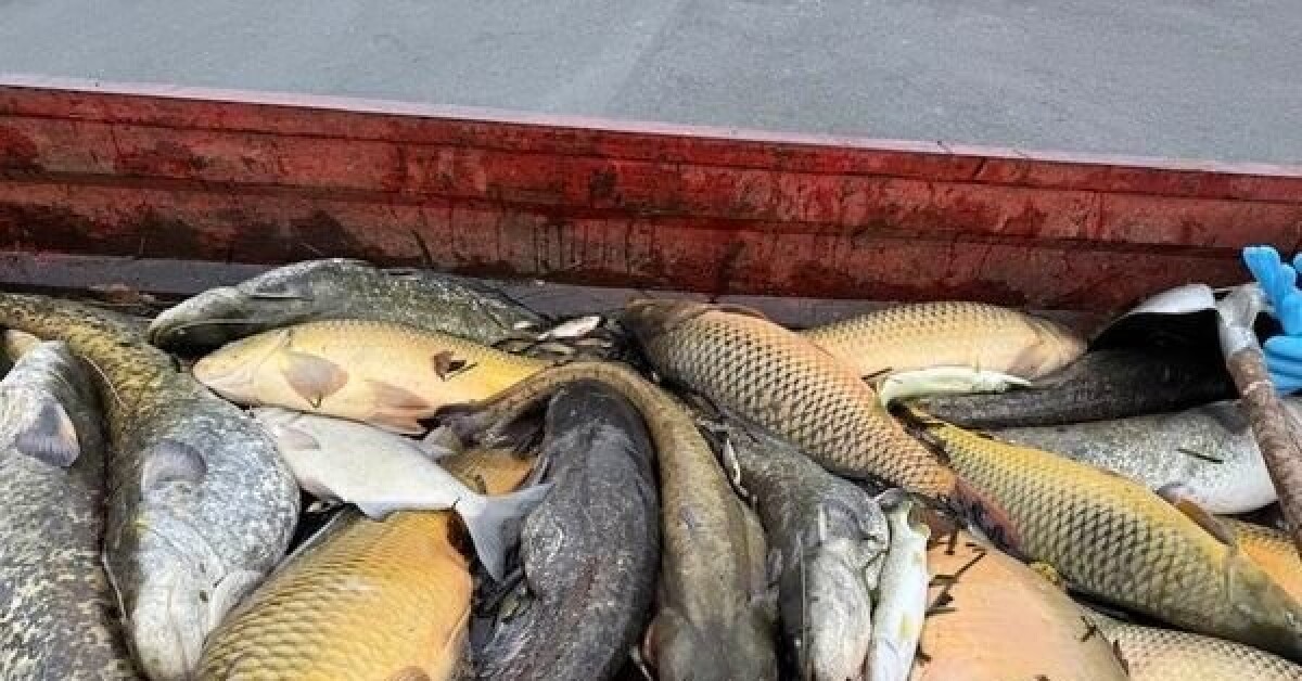 le_Parisien's tweet card. Dordogne : des centaines de poissons retrouvés morts dans un étang