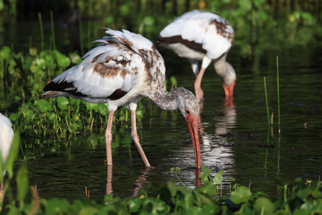 insideclimate's tweet card. A landmark report for the global agreement on wetlands paints a dire picture of the state of the world’s water bodies that underpin all life on Earth.  The report, released Tuesday by the secretariat...