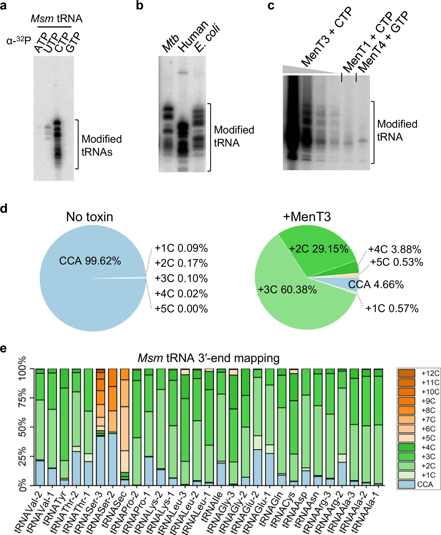 amazeld's tweet card. Nature Communications - In this work, author demonstrate that the Mycobacterium tuberculosis MenT toxin is capable of specifically depleting its pool of serine tRNA available for protein synthesis.