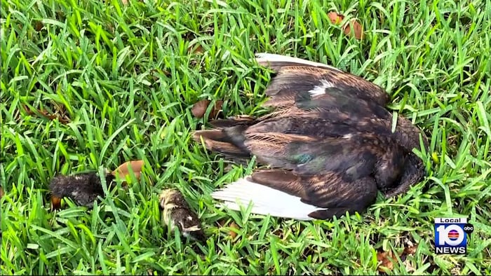 WPLGLocal10's tweet card. Close to 20 Muscovy ducks were found dead in Hallandale Beach, and the way they died is suspicious.