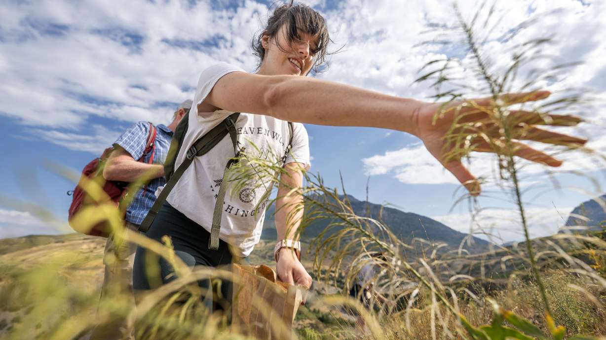 CurtisUT's tweet card. BYU professor Phil Allen and his students are working to restore the Rock Canyon trailhead area by removing invasive cheatgrass and replacing it with native wildflower species.