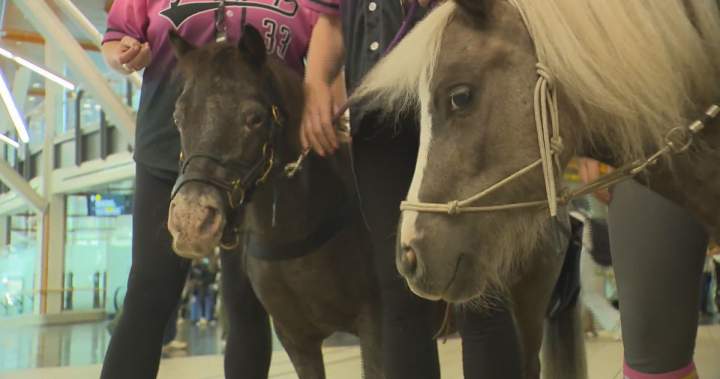 CKNW's tweet card. The ponies, Magic and Tinkerbell, are already a massive hit — earning squeals of delight from children and attracting staff and even patrolling RCMP officers.
