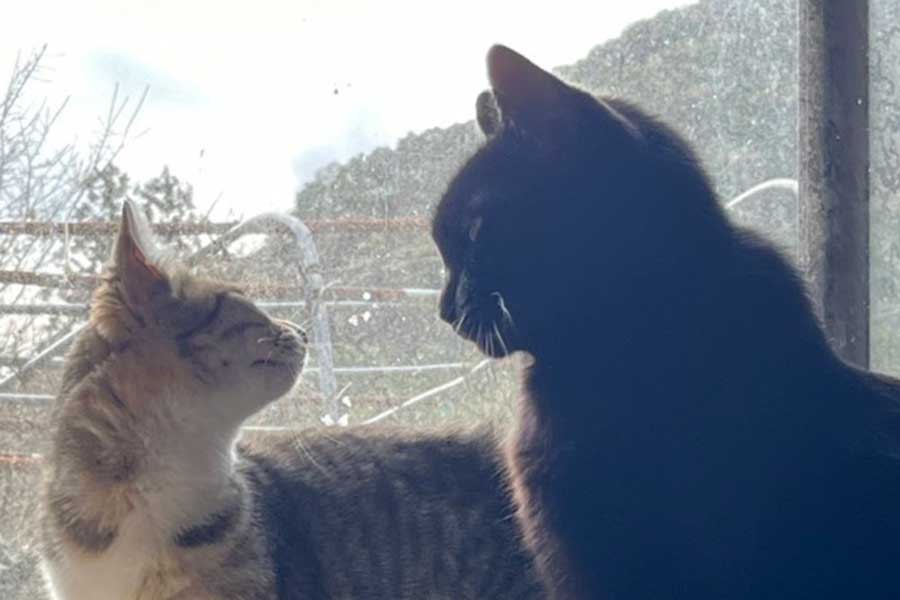Nyanko_Pot's tweet card. 新しいねこを迎えるとき、先住ねことの相性を心配する飼い主さんは多いでしょう。とくに保護されたねこの場合、環境の変化に加えて、ほかのねことの関係性も気になるところです。X（ツイッター）では、山で保護されたねこを先住の黒ねこが優しく毛づくろいする動画が、1.7万件もの“いいね”を集めて話題になっています。2匹の間に生まれた特別な絆とは、いったいどのようなものなのでしょうか。飼い主さんに詳しいお話...