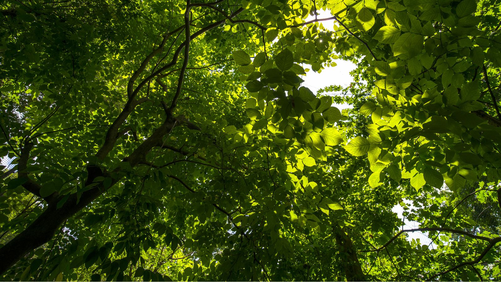 envirodefence's tweet card. FOR IMMEDIATE RELEASE: June 24,  2025 ENVIRONMENTAL DEFENCE, WEST COAST ENVIRONMENTAL LAW ASSOCIATION, CANADIAN ENVIRONMENTAL LAW ASSOCIATION, CANADIAN