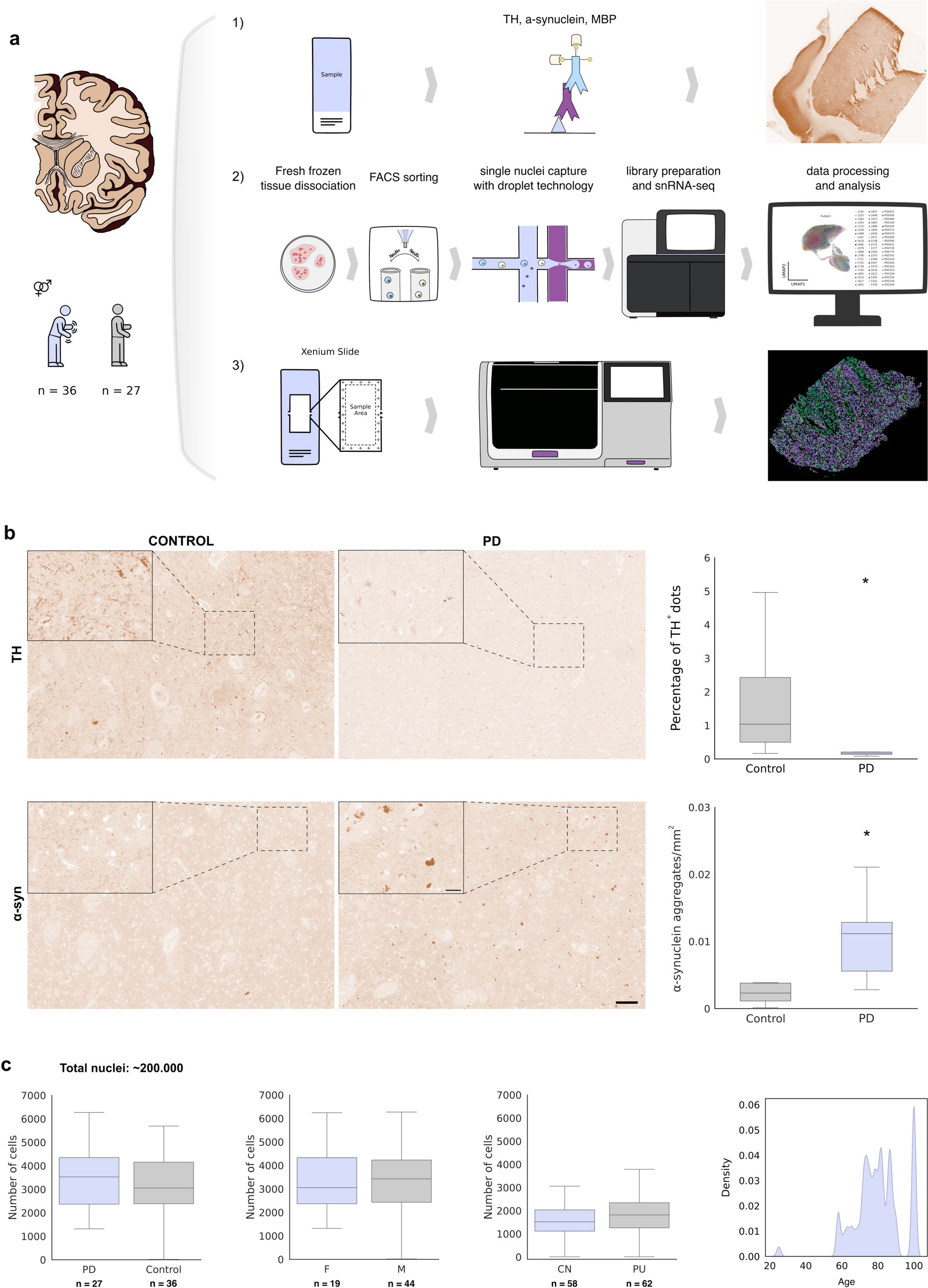 AMunozManchado's tweet card. Acta Neuropathologica - Oligodendroglia are the responsible cells for myelination in the central nervous system and their involvement in Parkinson’s disease (PD) is poorly understood. We...