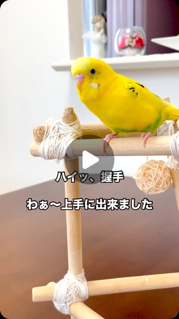 IsoraLadyX's tweet card. ふくちゃん（福丸） (@kiiro_226) • Instagram reel