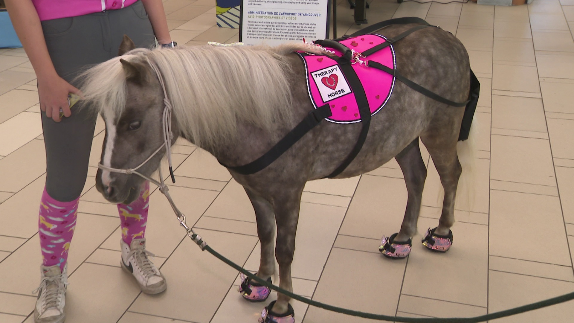CityNewsVAN's tweet card. Vancouver International Airport has expanded the therapy dog program for anxious travelers. On Tuesday, YVR introduced ponies' -- Magic and Tinkerbell. Angelina Ravelli went to meet them.