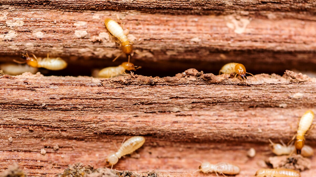 wnpr's tweet card. Termites are kind of fascinating. Scientists study them to learn ways to mitigate drought, to create biofuels, to maybe colonize Mars. This hour: our tribute to termites.