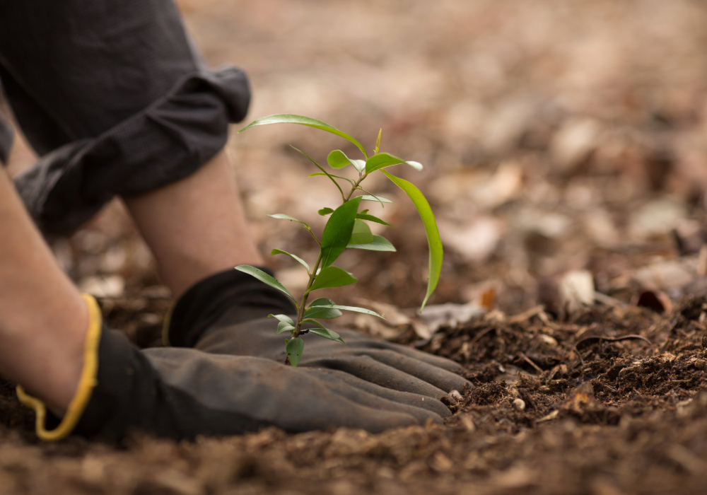 BioplatformsAus's tweet card. REQUEST FOR PARTNERSHIP COMING SOON! Australia’s forests are facing growing pressures—from climate change and invasive pathogens to fire, drought, and habitat fragmentation. These ecosystems are home...