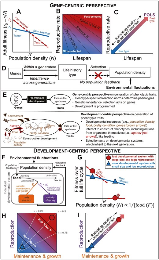 EvolLetters's tweet card. The gene-centric and development-centric perspective on pace-of-life syndromes (POLSs) differ in their assumptions on what trade-offs and mechanisms underl