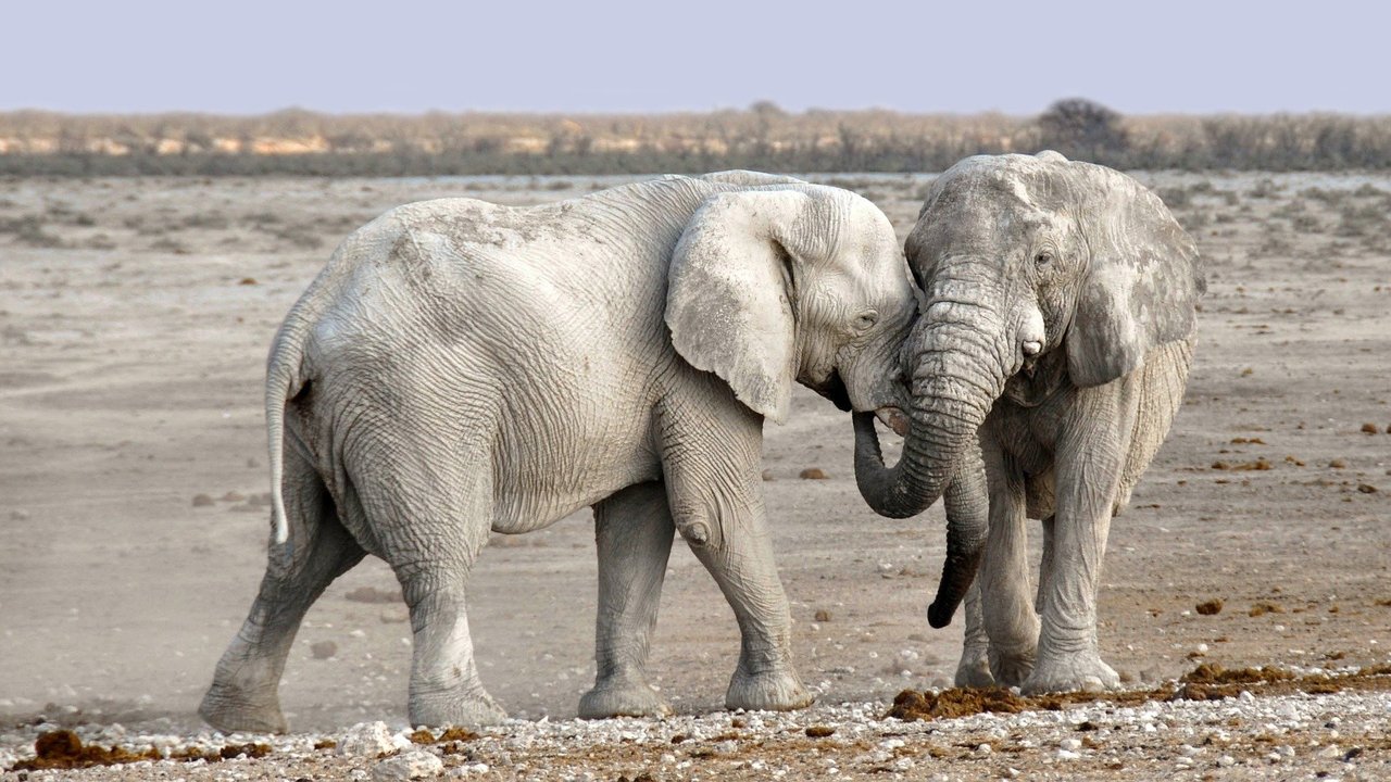 funkingmajic's tweet card. Animal conservationists often move elephants between herds to improve biodiversity and group health, but what if the elephants don't speak the same language?