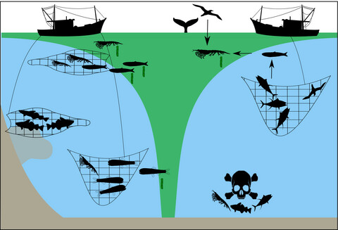 emma_cavan's tweet card. Marine life sinks carbon to the deep ocean and sediments, and this can become sequestered—i.e. stored for a long time. The dead material, bodies and faecal pellets from life such as phytoplankton...