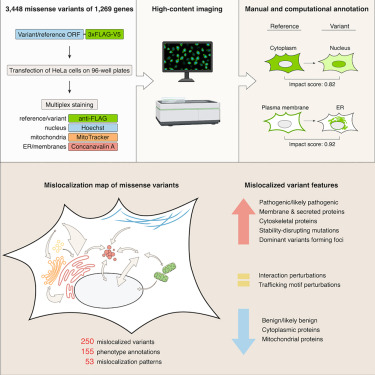 Michael_E_Ward_'s tweet card. Pathogenic missense variation can affect protein function in many ways, but the role of protein mislocalization has not been systematically assessed. By characterizing the localization of 3,400...