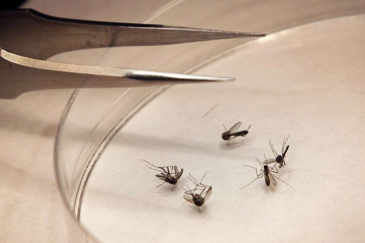 sadgirlcassi's tweet card. The state health department has confirmed the season's first human cases of West Nile virus - in two residents from Adams County.