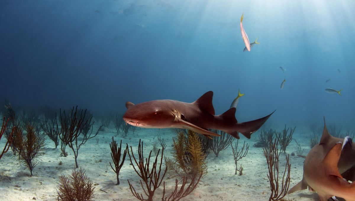 cleaquarium's tweet card. Are you gill-ty of spreading this tail?