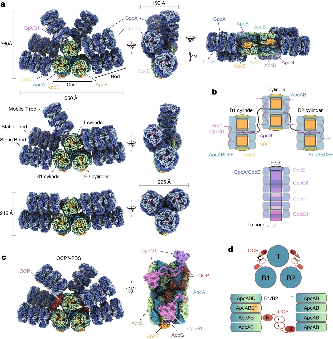 TinaDomnguez's tweet card. Nature - Cryogenic electron microscopy structures of the Synechocystis phycobilisome—alone and bound with orange carotenoid protein—reveal detailed information regarding the biophysical...