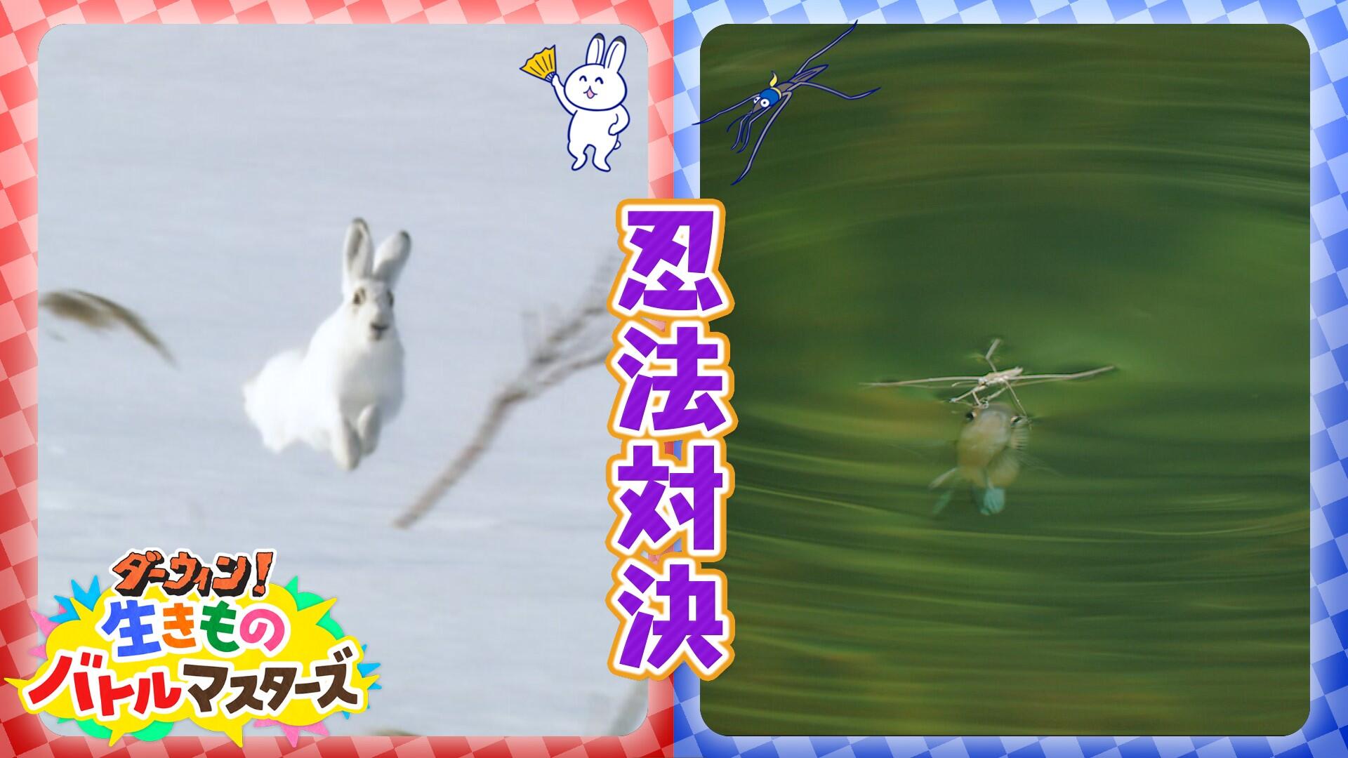 nhk_darwin's tweet card. 生きものスクープ映像×アニメ×カードバトル！？自然番組「ダーウィンが来た！」の特別版。今回は「忍法対決」をテーマに、アメンボとユキウサギのスゴ技に注目する！