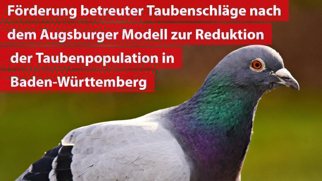 SimLip's tweet card. Förderung betreuter Taubenschläge nach dem ,,Augsburger Modell" in Baden-Württemberg