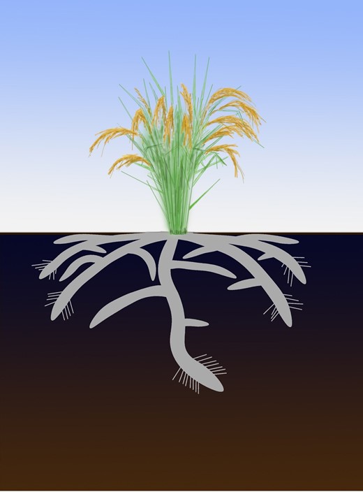 RabhoRoot's tweet card. Ethylene regulates root angle in rice and maize by modulating auxin biosynthesis.