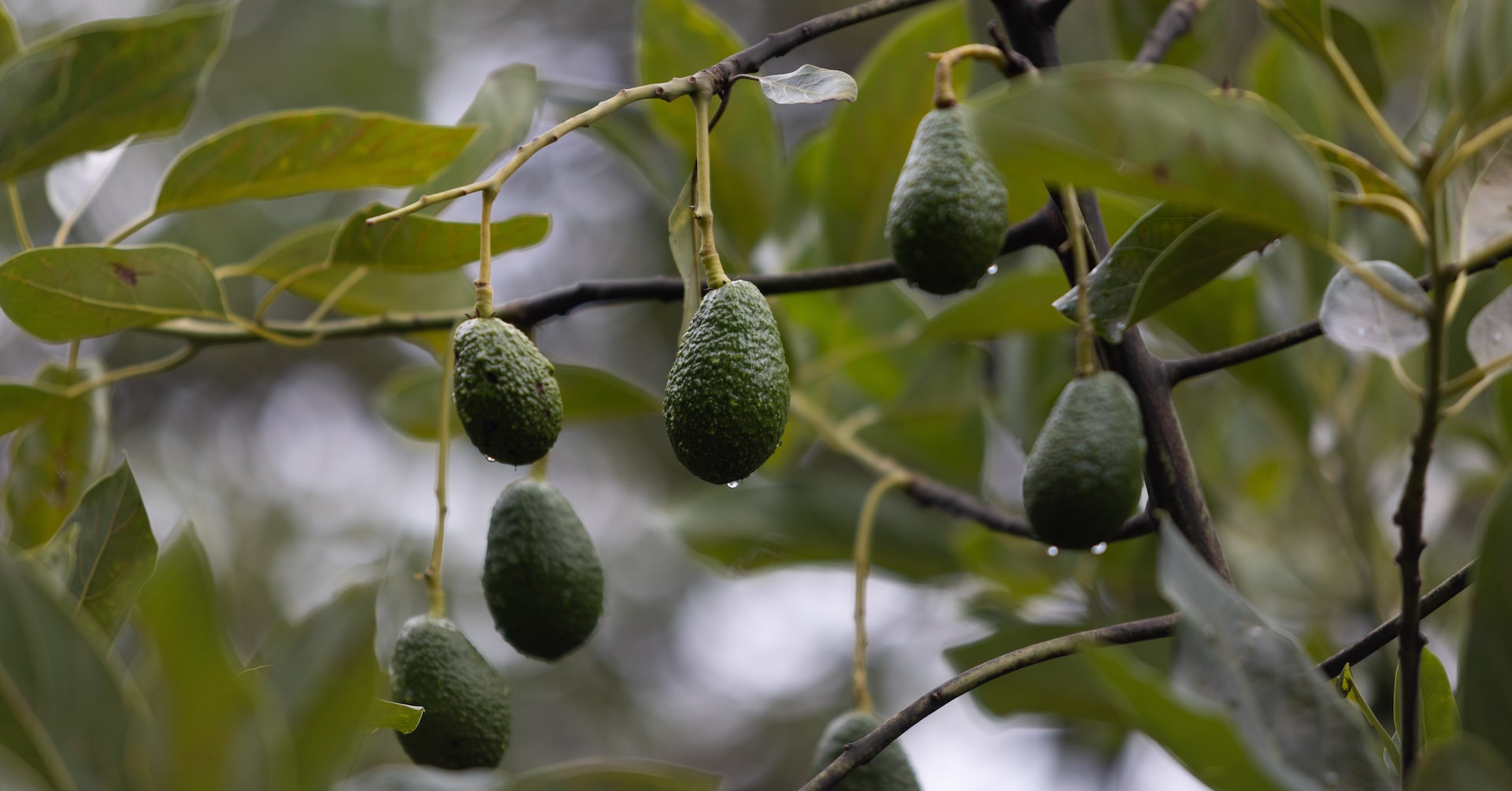 CassLGarrison's tweet card. New lawsuits shine light on the supply chains of U.S. companies operating in Mexico’s lucrative avocado industry, under pressure from organized crime and accusations of growing environmental damage.