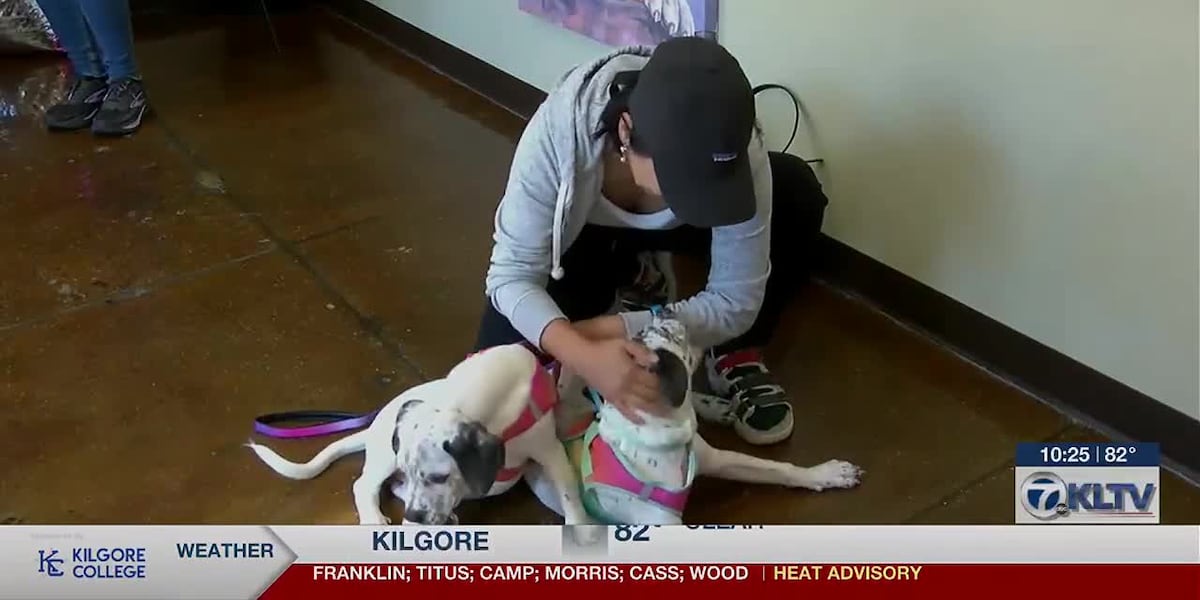 KLTV7's tweet card. “They are precious. They are just deaf, and deaf dog’s lives matter, as well,” said Nozomi Tomika. She plans to teach not only American Sign Language, but Japanese Sign Language to communicate with...