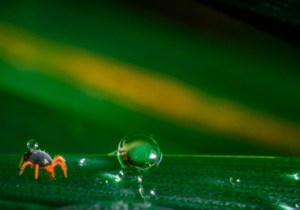 BioplatformsAus's tweet card. Integrated Pest Management Omics Initiative - Request for Partnership 2025 - Bioplatforms Australia