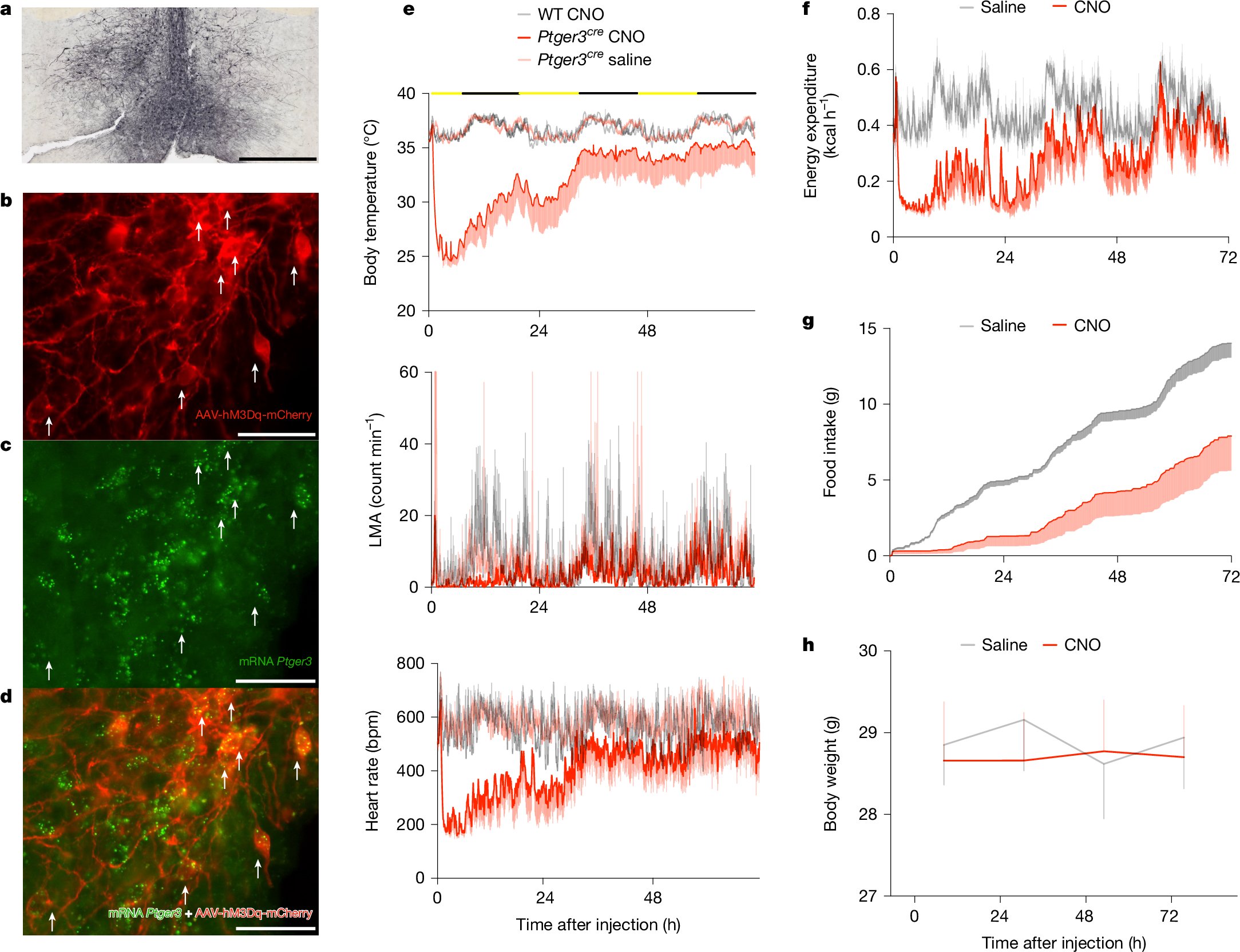 SableSysInt's tweet card. Nature - Neurons in the median preoptic nucleus that express the prostaglandin EP3 receptor produce prolonged hypothermic responses or hyperthermic responses, respectively, following brief...