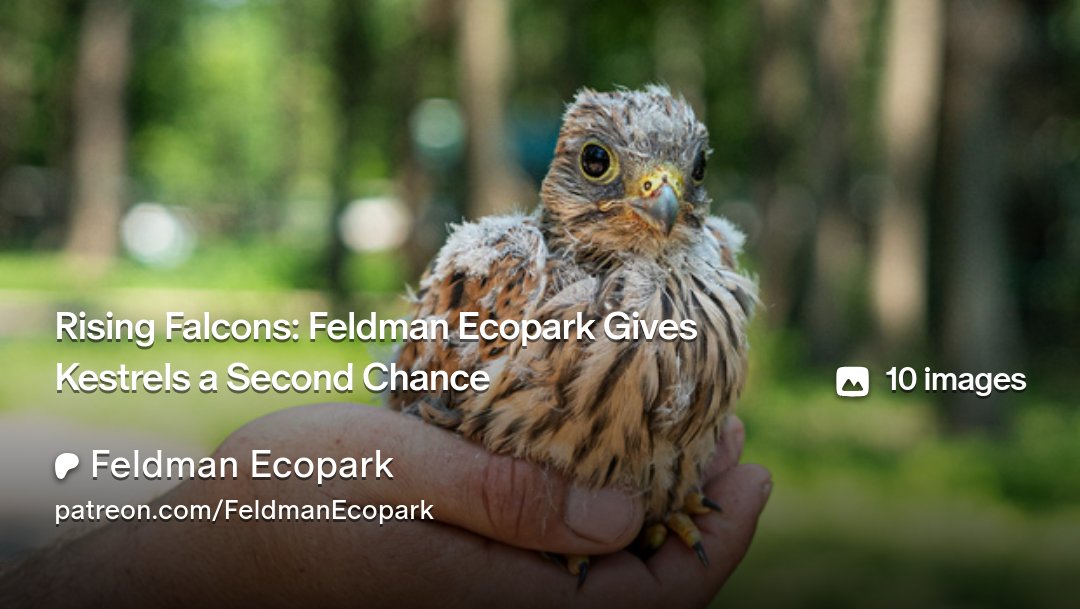 FeldmanEcopark's tweet card. Get more from Feldman Ecopark on Patreon