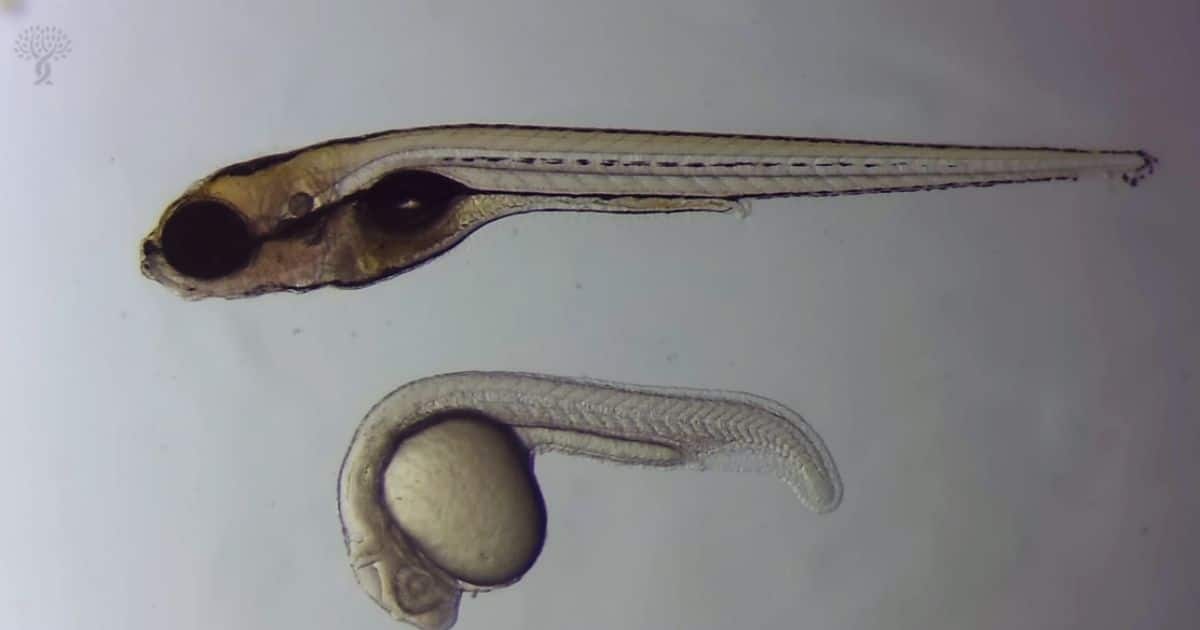 WeekinHearing's tweet card. Stowers scientists identify specific genes involved in zebrafish sensory hair cell regrowth, providing new insights that could inform future research into hearing loss treatments