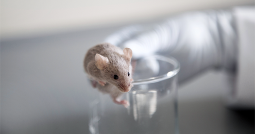 _TheTransmitter's tweet card. NIH will no longer include research that exclusively uses animal models, leaving scientists wondering how it might affect the future of animal research.