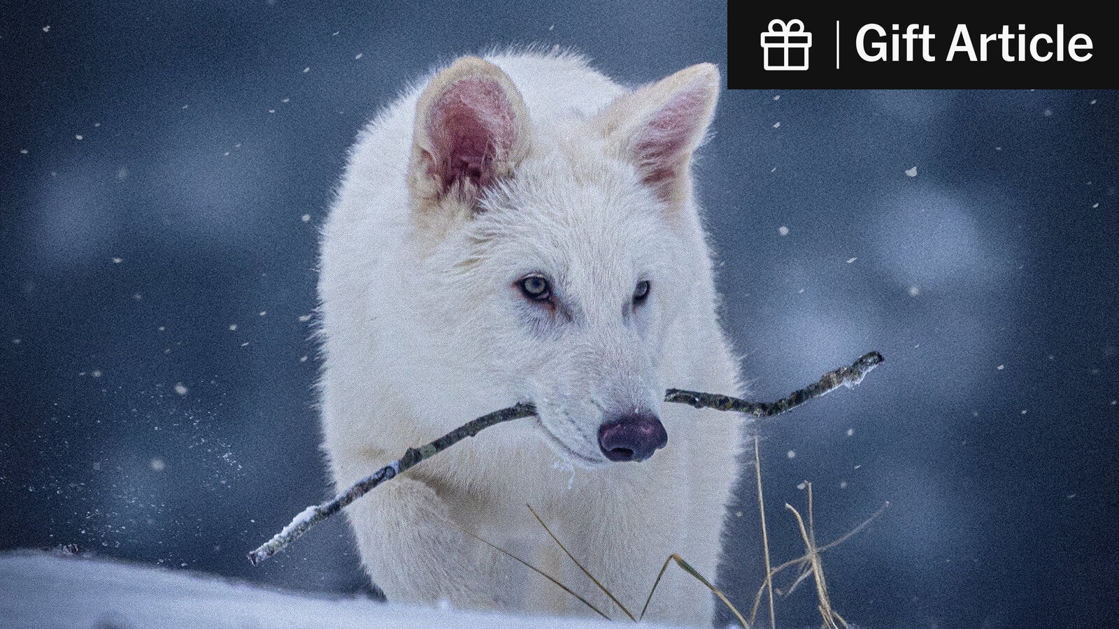 MarmolE6's tweet card. Dire wolves, made famous by “Game of Thrones,” went extinct some 13,000 years ago. Now, researchers have bred gray-wolf pups that carry genes of their ancient cousins.