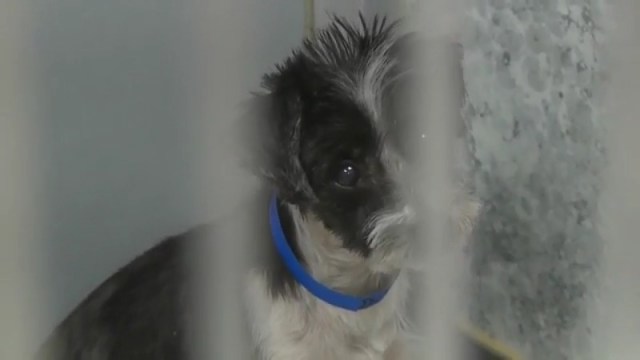 KDVR's tweet card. They’re calling it one of the worst cases they have ever seen: A Colorado puppy mill rescue group recently pulled 165 schnauzers from a property in southwest Colorado.