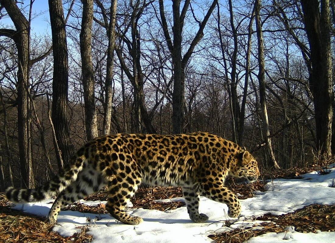 wildnewyorkshow's tweet card. The Amur leopard lives in isolation in the freezing forests of southeast Russia and northeast China. It’s one of the most endangered of eight leopard subspecies in the world. Today, its population is...